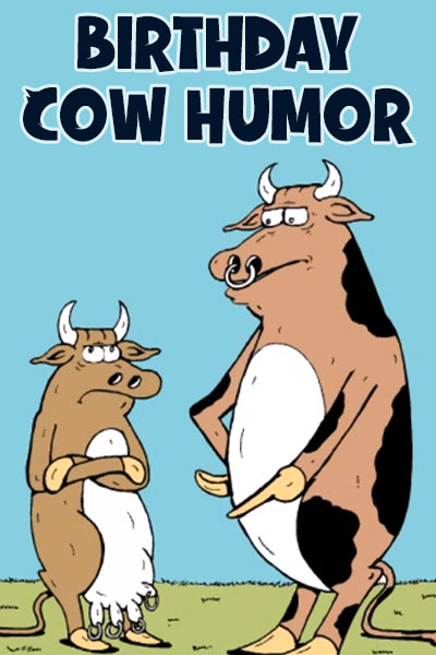 Birthday Cow  Humor